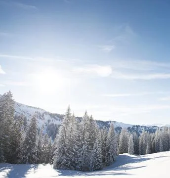 Snow-Covered Trees in a Winter Forest Stock Photos