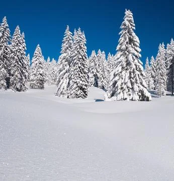 Snow-Covered Trees in a Winter Forest Stock Photos