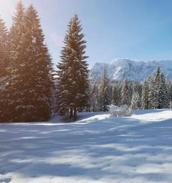 Snow-Covered Trees in a Winter Forest Stock Photos