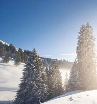 Snow-Covered Trees in a Winter Forest Stock Photos
