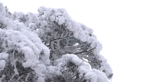 Snow-covered trees in a winter landscape Vídeo Stock 331839555