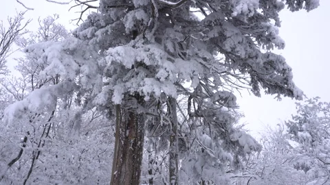Snow-covered trees in a winter landscape Stock Footage 331839612