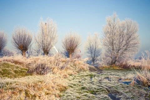 Snow covered trees, winter landscape 写真素材