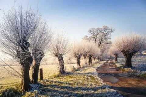 Snow covered trees, winter landscape 스톡 사진
