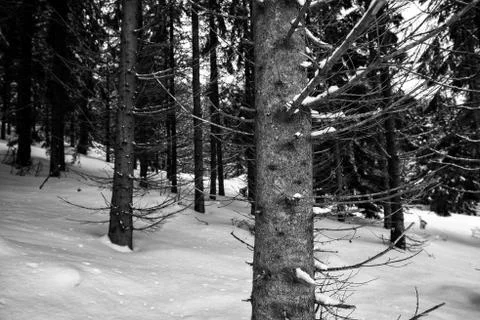 Snow covered trees in winter Photos