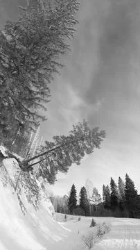 Snow covered trees in winter Foto stock