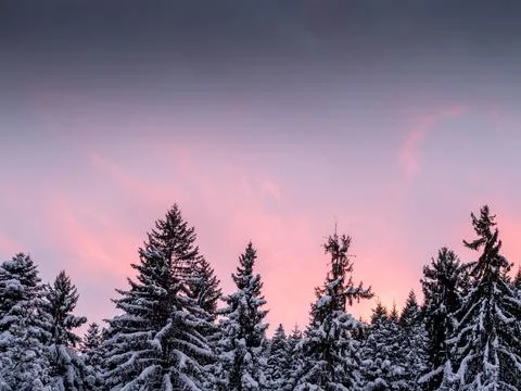 Snow covered trees in winter at sunset, Bulgaria Stock Photos