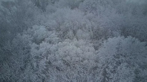 Snow-covered trees, winter time, heavy snowfall in the forest Stock Footage 127414299