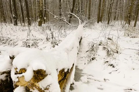 Snow-covered trees in winter. A tree knocked down by a strong wind that fell. Stock Photos