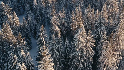 Snow-covered treetops drone top down windy, snowdrift mountains Bavaria Alps Stock Footage