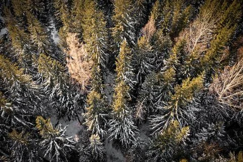 Snow-covered treetops from a height, for the background Foto stock