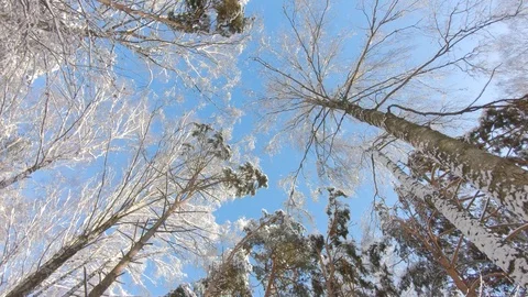 Snow-covered treetops in winter forest. Slow motion, steadicam shot Stock-Footage 103816048