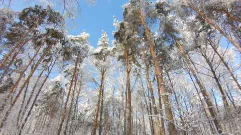 Snow-covered treetops in winter forest. Slow motion, steadicam shot Stock-Footage 103816058