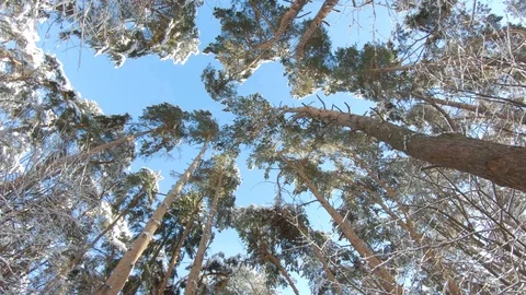 Snow-covered treetops in winter forest. Slow motion, steadicam shot Stock-Footage 103816087