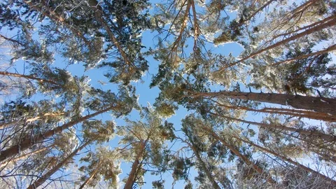 Snow-covered treetops in winter forest. Slow motion, steadicam shot Stock-Footage 103816110