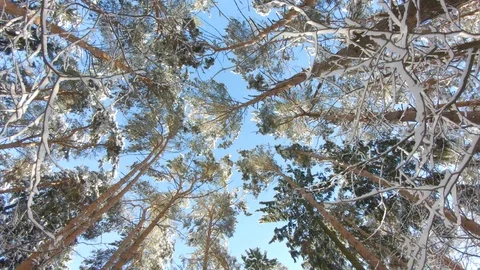 Snow-covered treetops in winter forest. Slow motion, steadicam shot Stock-Footage 103816162
