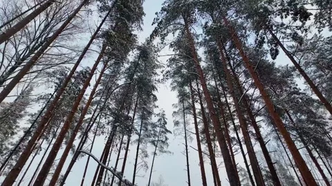 Snow-covered treetops in a winter forest. Slowmotion Video stock 336563985