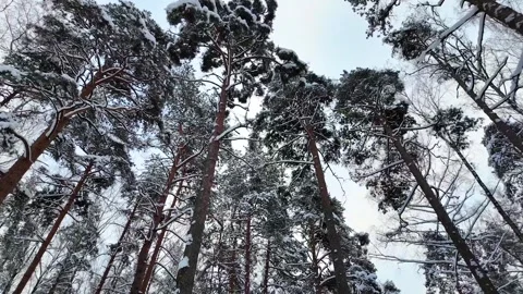 Snow-covered treetops in a winter forest. Slowmotion Stock-Footage 336563990