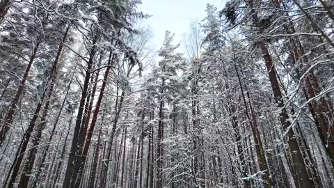 Snow-covered treetops in a winter forest. Slowmotion Stock-Footage 336564005