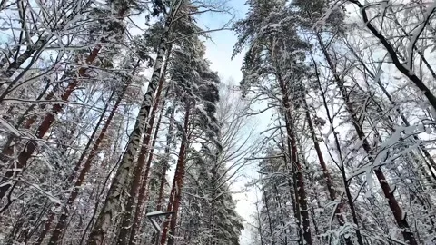 Snow-covered treetops in a winter forest. Slowmotion 動画素材 336564007