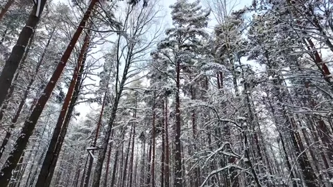 Snow-covered treetops in a winter forest. Slowmotion Stock-Footage 336564016