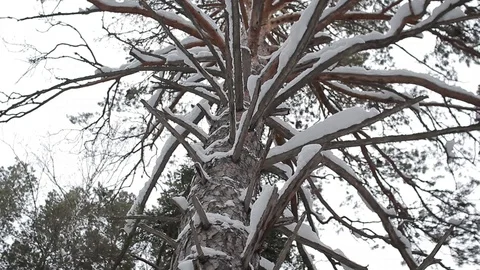 Snow-covered trunk of a large pine Stock Footage 86912232