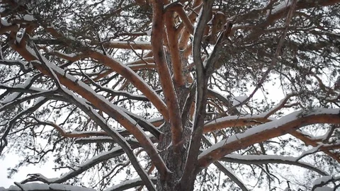 Snow-covered trunk of a large pine Stock Footage 86912518