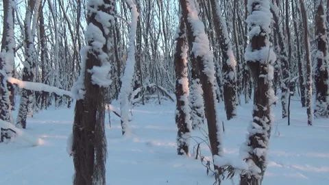 Snow-covered trunks of young willow, dense forest, sun, Ukraine. Stock Footage 326960471