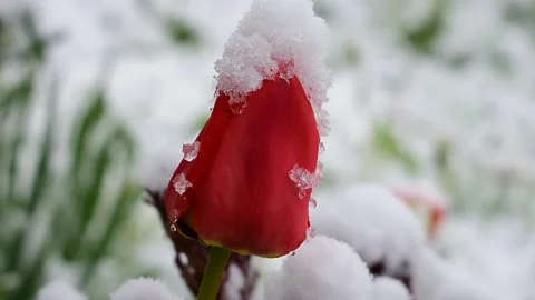 Snow covered tulip, close-up Stock Footage 130369920