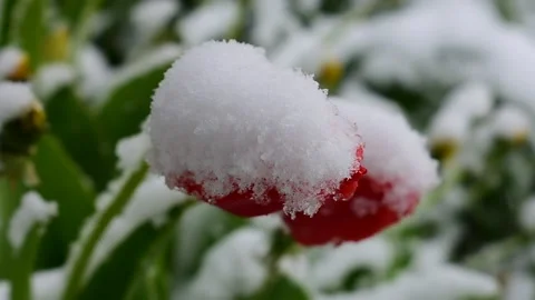Snow covered tulips Stock Footage 130369889