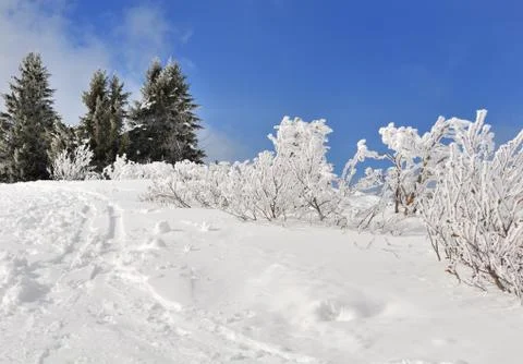 Snow covered vegetation Stock Photos