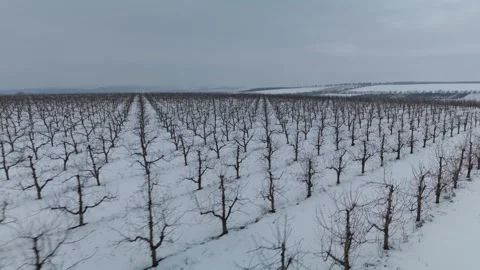 Snow-covered vineyard landscape with bare trees and distant hills, showcasing Vídeo Stock 332723949