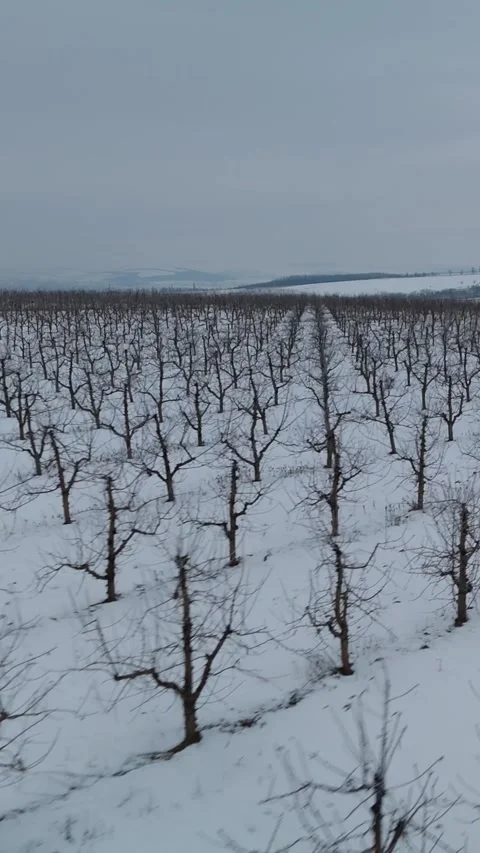 Snow-covered vineyard landscape with bare grapevines stretching across the Stock Footage 339300088