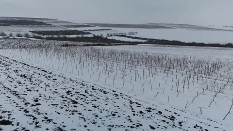 Snow-covered vineyard landscape with rows of dormant grapevines and rolling Vídeo Stock 332723921