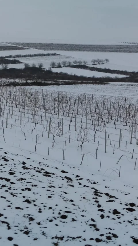 Snow-covered vineyard landscape with rows of dormant grapevines and rolling Stock Footage 339299954