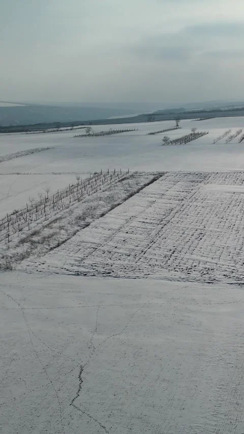 Snow-covered vineyard landscape with rows of dormant grapevines and freshly Stock Footage 339299989