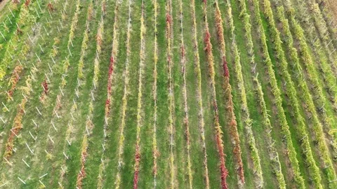 Snow-covered vineyard rows create a geometric pattern across dormant vines in 库存影片 344477035