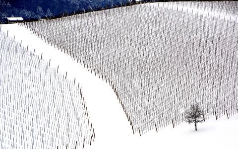 Snow Covered Vineyard Rows in Winter Stock Photos