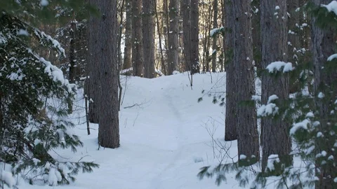 Snow covered walking path through forest- tilt up to reveal Vídeos de archivo 71452675