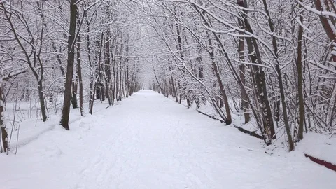 Snow-covered wayside trees Stock Footage 122765573