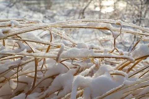Snow covered Wheat Stock Photos