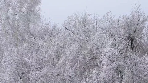 Snow covered white trees 库存影片 121225696