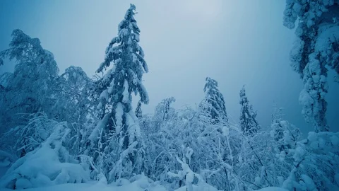 Snow covered wild pine trees. Cold frozen forest in northway during winter. Stock-Footage 123065370
