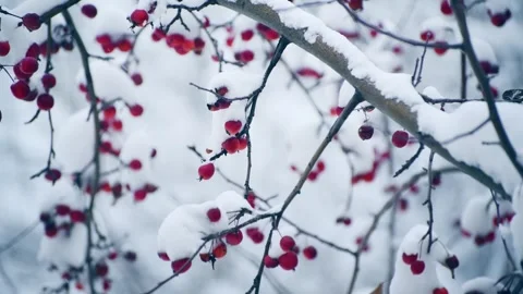 Snow-covered wild red apples during snowfall. Stock Footage 298181176