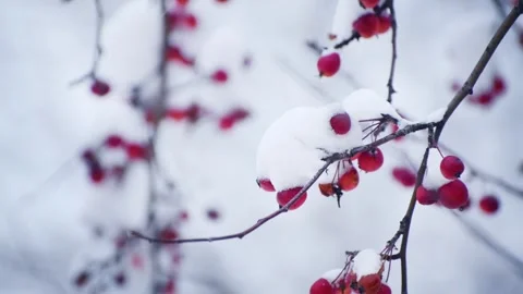 Snow-covered wild red apples during snowfall. Stock Footage 298181186