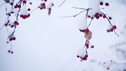 Snow-covered wild red apples during snowfall. Stock Footage 298181193