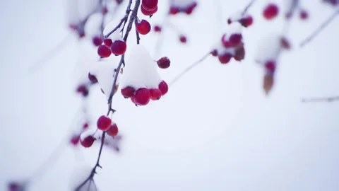 Snow-covered wild red apples during snowfall. Stock Footage 298181235