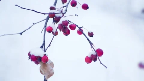 Snow-covered wild red apples during snowfall. Stock Footage 298181272