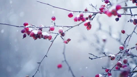 Snow-covered wild red apples during snowfall. Stock Footage 298181326
