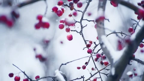 Snow-covered wild red apples during snowfall. Stock Footage 298181331